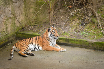 Obraz premium Asian tiger is laying in zoo habitat. He is waiting for animal caretaker. 