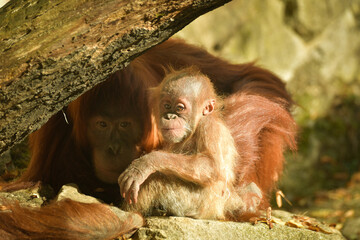 The baby orangutan is playing with its mother in the zoo. Baby animals in the zoo playing.	
