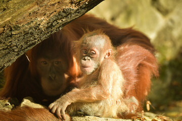 The baby orangutan is playing with its mother in the zoo. Baby animals in the zoo playing.   © doda