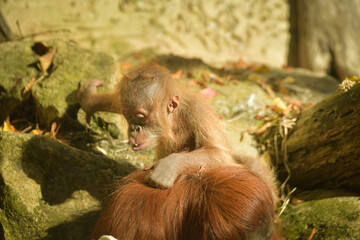 The baby orangutan is playing with its mother in the zoo. Baby animals in the zoo playing.   © doda