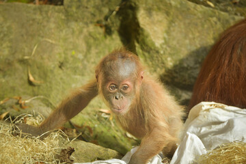 The baby orangutan is playing with its mother in the zoo. Baby animals in the zoo playing.	
