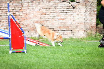 Dog is running in agility park on dog walk. She teachs new thing for competition.	
