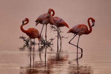 A serene and intimate portrait of four flamingos wading in shallow water, their vibrant pink...