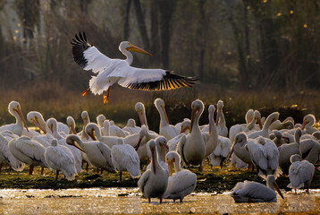 A dynamic shot of a flock of American white pelicans, with one bird dramatically taking flight, wings spread wide. The earthy tones of the surrounding marsh create a beautiful contrast with the pelica