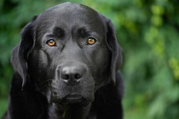 Black purebred dog on a background of blurred leaves of a bush. Labrador Retriever portrait.