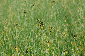 Rapsglanzkäfer,  Meligethes aeneus F. in Sommerraps