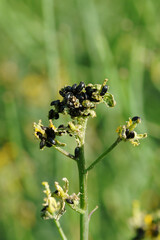 Rapsglanzkäfer,  Meligethes aeneus F. in Sommerraps