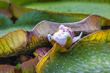 The Historical Botanical Garden La Concepcion in Malaga city at Andalusia, Spain, Europe. Delicate water lily blossom nestled amongst large lily pads.