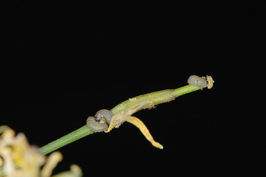 Rapsglanzk&auml;fer,  Meligethes aeneus F. , Larven, Rapsschote