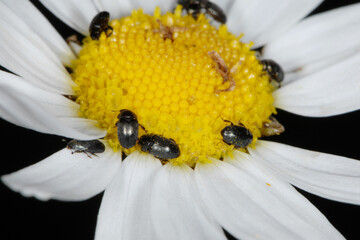 Rapsglanzkäfer; Meligethes aeneus F., Margerite