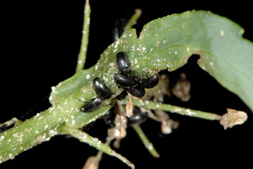 Rapsglanzkäfer,  Meligethes aeneus F. , Winterraps