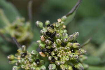 Rapsglanzkäfer,  Meligethes aeneus F. , Winterraps