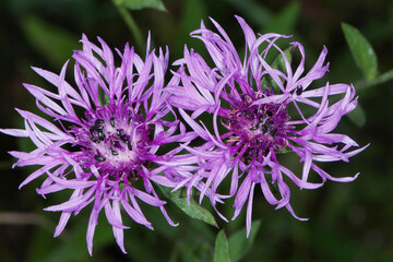 Rapsglanzkäfer; Meligethes aeneus F., Flockenblume