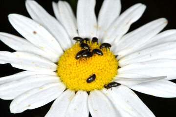 Rapsglanzkäfer; Meligethes aeneus F., Margerite
