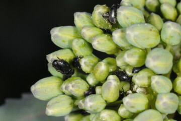 Rapsglanzkäfer,  Meligethes aeneus F. , Winterraps