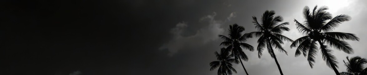 Dramatic, high-contrast isolated palm tree in black and white , silhouette, art