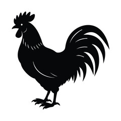 chicken vector illustration