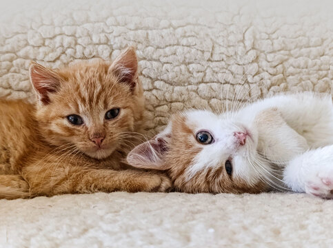 Cute kittens playing, light background