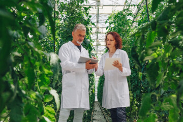Scientists researchers in greenhouse collect data on growing plants, vegetables tomatoes. Breeding...