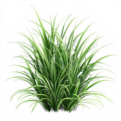Fototapeta premium Lush clump of vibrant green, slender-leaved grass, densely packed and radiating outwards on a clean white background.