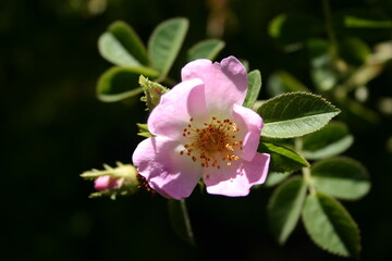 Rosa Mosqueta