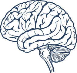 Obraz premium Human brain vector hand drawn. Vector anatomy illustration of the human brain. Brain vector art with white background.