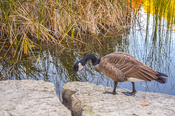 Canada black and white goose standing on a rock near a pond lake river in the public park outdoors. Water reflection of warm vibrant leaves and plants. Nature fall autumn season landscape background.