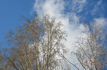 Forest, trees and branches, place to relax, nature of eastern Ukraine