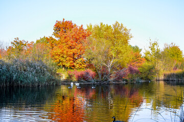 Autumn park in the fall with ducks swimming in lake and trees. Reflection of wild ducks in the lake. Vibrant pond with wild ducks. Lake landscape of  groups of ducks in the park with autumn trees park