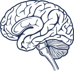 Human brain vector hand drawn. Vector anatomy illustration of the human brain. Brain vector art with white background.