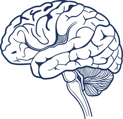 Human brain vector hand drawn. Vector anatomy illustration of the human brain. Brain vector art with white background.