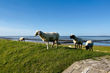 Grazing flock of sheep on a dyke in East Frisia, blue sky. Germany, East Frisia, Norddeich. Version 4