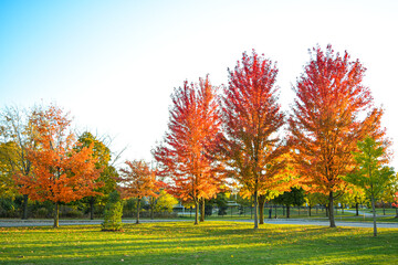 Orange red yellow color tree leaves with green grass at an autumn fall park outdoors. Warm sunny day in the afternoon. Nature autumnal background
