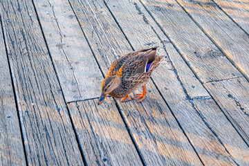 Duck standing on a wooden bridge at the park. Cute animal wallpaper background.