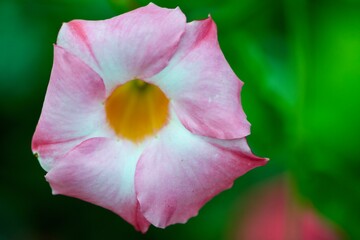 pink and yellow and whit flower