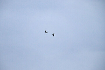 Two geese flying in a cloudy sky in Alaska