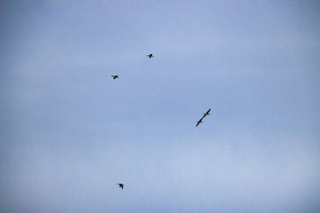 Geese flying in blue cloudy sky