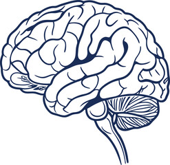Human brain vector hand drawn. Vector anatomy illustration of the human brain. Brain vector art with white background.