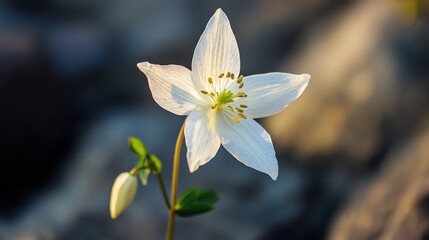 A Delicate White Flower in Golden Hour Light