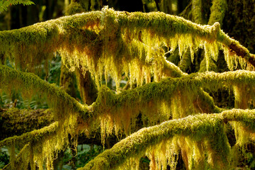 USA, Washington State, Olympic National Park. Dead branches are covered with mosses and lichen that...