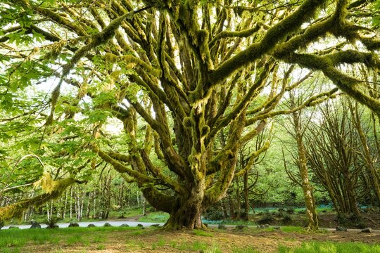 USA, Washington State, Olympic National Park, Crescent Lake. A huge bigleaf maple tree stands near Crescent Lake.
