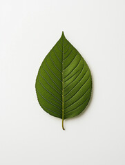 Herzf&ouml;rmiges Blatt auf hellem Hintergrund symbolisiert Natur und Achtsamkeit

