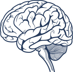 Human brain vector hand drawn. Vector anatomy illustration of the human brain. Brain vector art with white background.