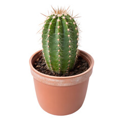 A potted cactus with long spines stands tall. Isolated on a transparent background, PNG. Generative Ai.
