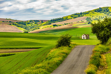 USA, Washington State, Palouse. Pullman. Green wheat fields with deserted white farmhouse.
