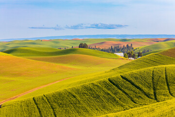 Fototapeta premium USA, Washington State, Palouse, Colfax. Rolling green hills of wheat. Tractor marks.