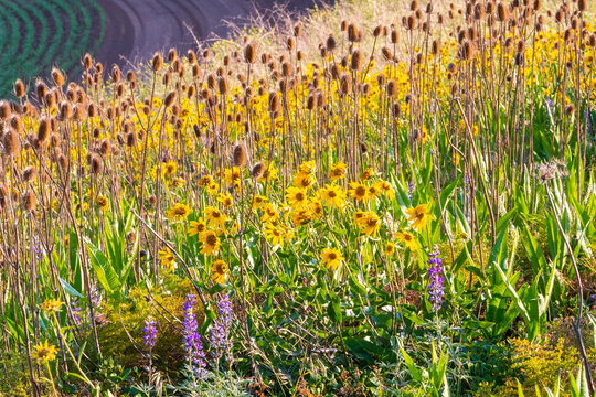 USA, Washington State, Palouse, Colfax. Abstract, field of Black-eyes susan flowers waving in the breeze. Rudbeckia hirta.