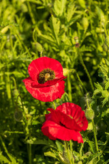 USA, Washington State, Palouse, Colfax. Variety of colored poppy flowers growing in the green wheat.