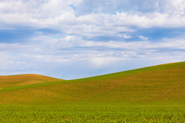 USA, Washington State, Palouse. Pullman. Green wheat fields and blue sky.