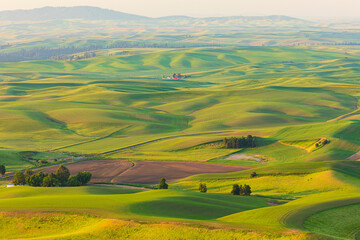 Obraz premium USA, Washington State, Palouse, Colfax. View from Steptoe Butte.